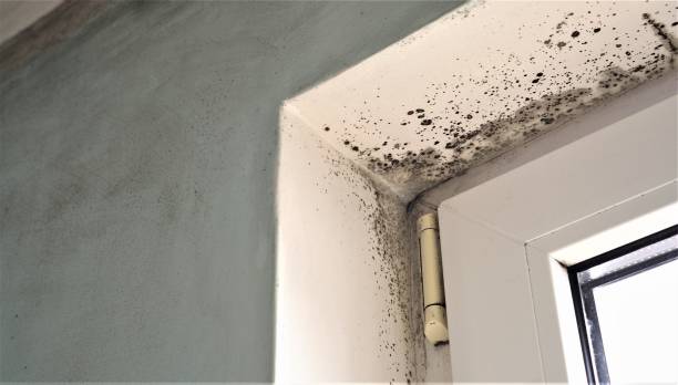 Best Emergency Mold Remediation  in Mendota Heights, MN