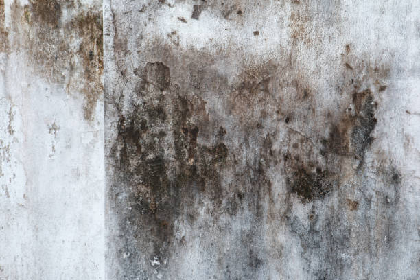 Best Mold Odor Removal Services  in Mendota Heights, MN
