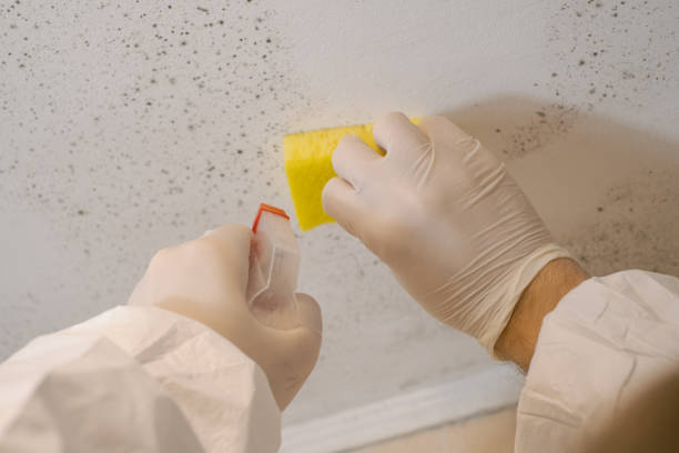 Mold Remediation for Vacation Homes in Mendota Heights, MN
