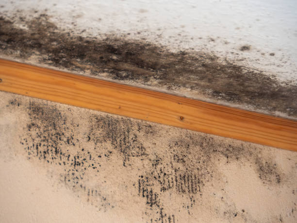 Best Air Quality Testing for Mold Spores  in Mendota Heights, MN