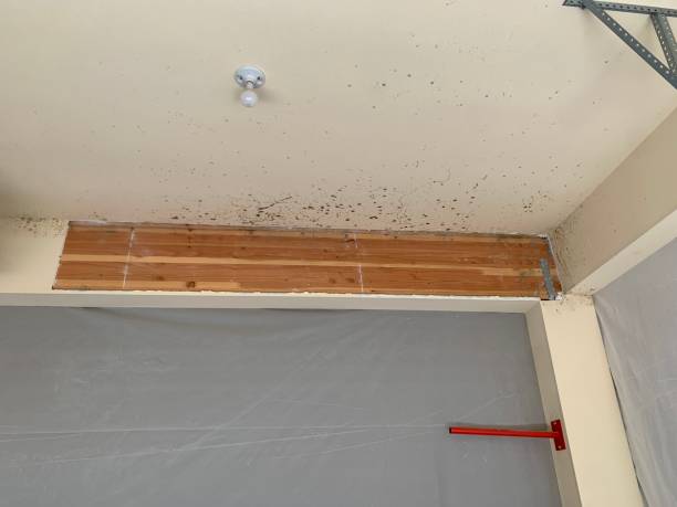 Best Basement Mold Removal  in Mendota Heights, MN