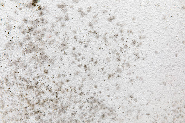 Trusted Mendota Heights, MN Mold Removal Experts